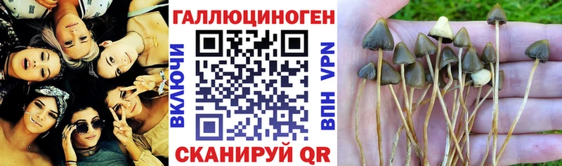 Галлюциногенные грибы GOLDEN TEACHER Томмот